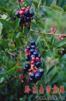 �{�{�����ˣ��DƬ����