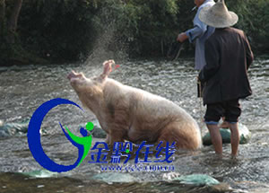 ǭ�|����ɽ�������i�����㶷ţ�����D��