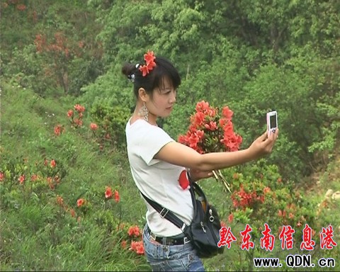 臺江草場杜鵑花開 贏得眾多游客青睞(圖)