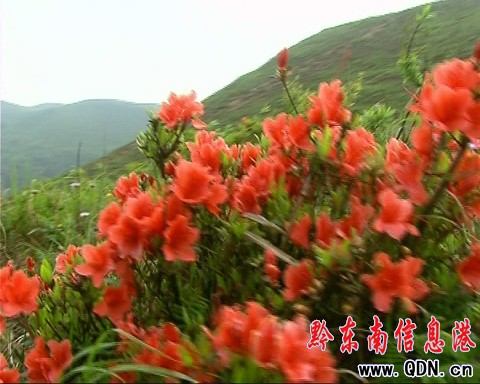 臺江草場杜鵑花開 贏得眾多游客青睞(圖)