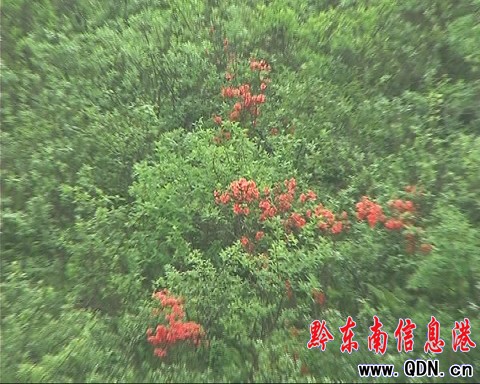 臺江草場杜鵑花開 贏得眾多游客青睞(圖)