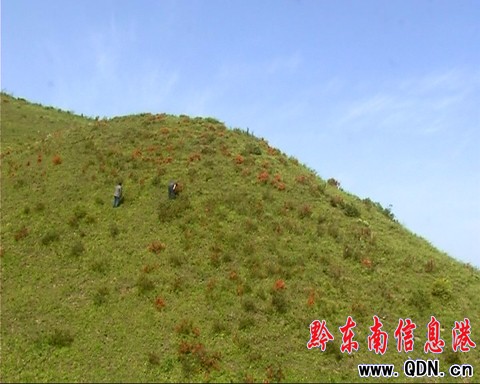 臺江草場杜鵑花開 贏得眾多游客青睞(圖)