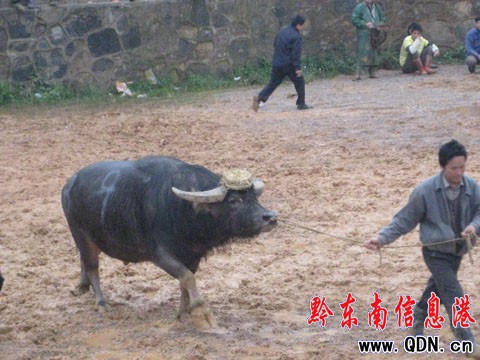 �Ї��C�F�ݨCǭ�|�ϖ|����ţ2009����ِ�_Ļ