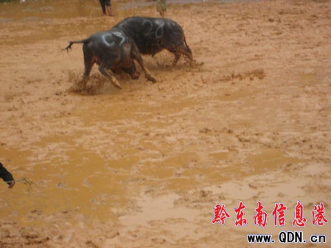 ǭ�|�ϖ|����ţ2009����ِ�M��ڶ��죨�D��