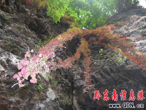 ��h�ųǣ��n���Ž��� �Ř����������M�D��