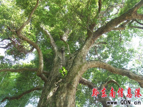 500�q��������� �F���\��ɽ�֣��D��