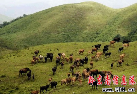 �_(t��i)�����f(w��n)���݈�(ch��ng)���ų�ţ�����M�D��