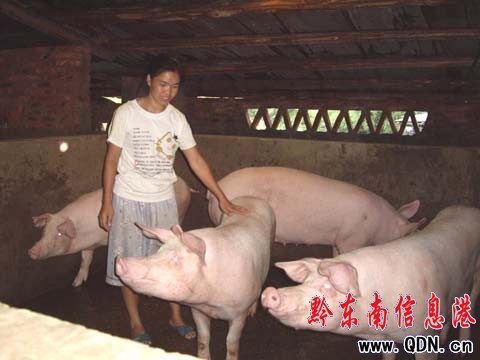 ��ƽ�����˄��I�¸������D��