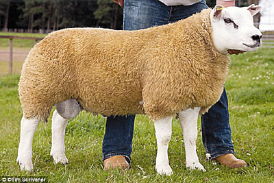 Ӣ��(gu��)������23.1�f(w��n)Ӣ�^������r(ji��)���(�D)