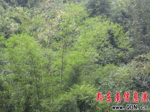 ɼľ���ɾ� ���ƣ�v���`�����҈@���D��