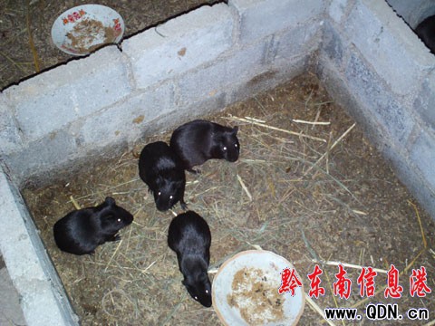 ���l(xi��ng)���ꄓ(chu��ng)�I(y��)������ �l(f��)���¸���