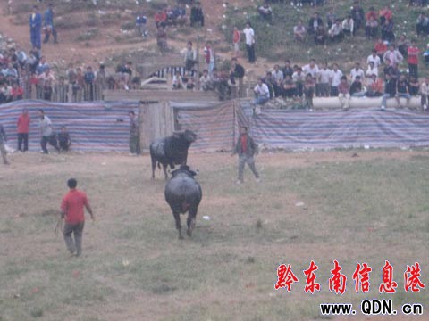 ����ţ�����ܺ�׷�� ��ţ����Ҋ�������(�D)