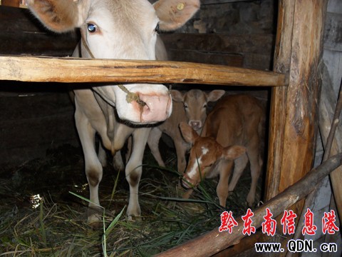 ��ɽһĸţ�a�¡����á��p��̥���M�D��