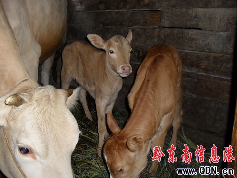 ��ɽһĸţ�a�¡����á��p��̥���M�D��