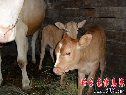 ��ɽһĸţ�a�¡����á��p��̥���M�D��