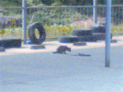 ��ֻ؈��һ�l�߼���20���(�D)