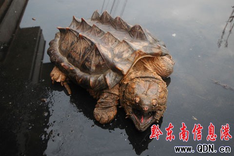 300�q�����{�~���F(xi��n)������ ���_(d��)8.1����(�M�D)