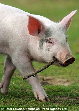 Ӣ��һֻС�i�cС����������Ӱ���x(�M�D)