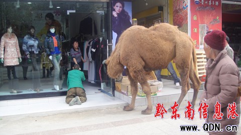 ��������� ������Σ����M�D��