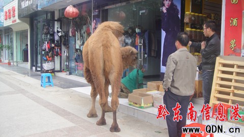 ��������� ������Σ����M�D��