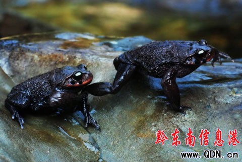 ������ϡ���ǹ֡���(��z��)��H�A�׹�ɽ���M�D��