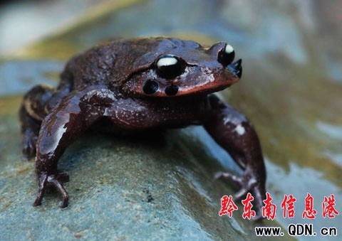 ������ϡ���ǹ֡���(��z��)��H�A�׹�ɽ���M�D��