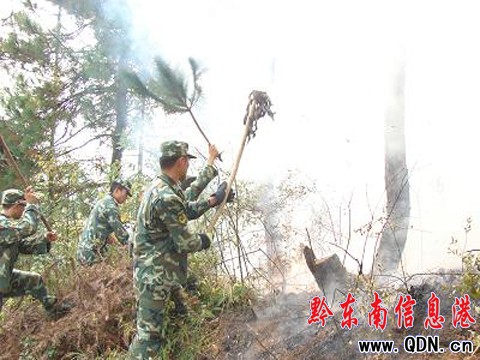 ɽ����Ű ��������Ѹ�١����������D��