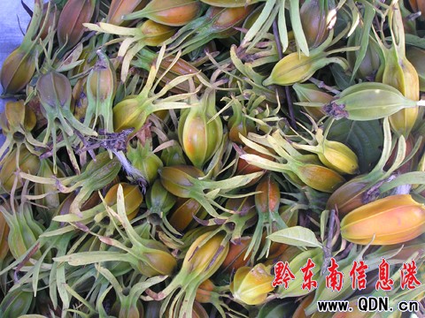 �Sƽ�h���M(j��n)�S�d�ӷNֲϲ�@�S�գ��D��