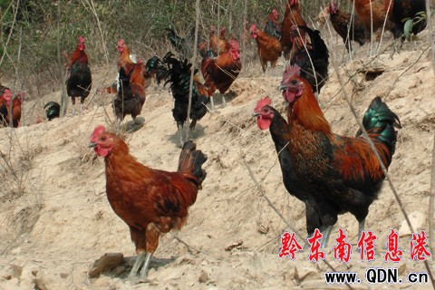 �������S���u��������ƱP���D��