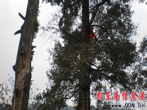 ��hһǧ��Ř䱻�ŵ����M�D��