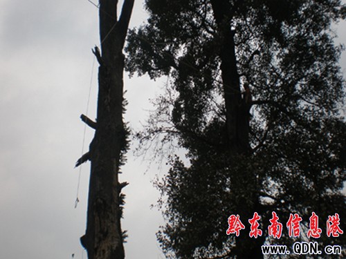 ��hһǧ��Ř䱻�ŵ����M�D��