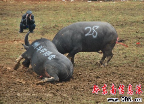 ��С�B�ҡ�Ѫ������ ������ʿ�������������D��