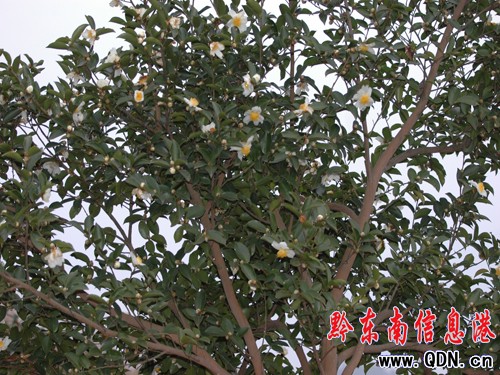 ȫʡ�Ͳ�a�I�lչ�F�������������_���M�D��