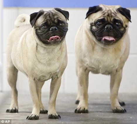 �����Ԛ����ﹷ������ʬ�w����(�D)