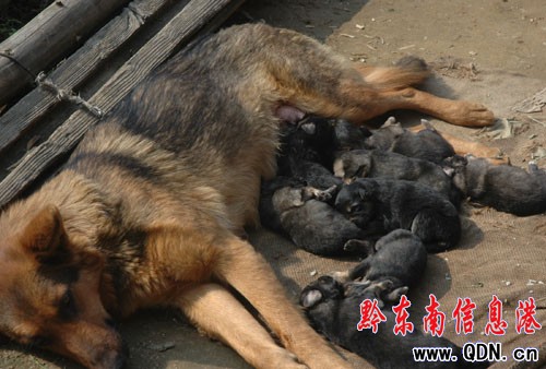 һֻ����Ȯ�a(ch��n)��10��(g��)С�������D��