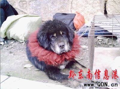 �P���н� 9ֻ���ᡰ�������ˣ��D��