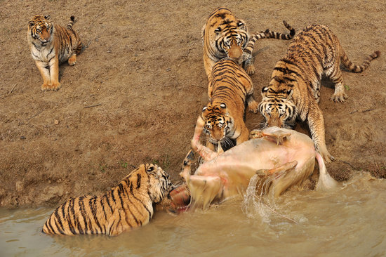 ����@��ţ�`���ͫF�^���ϻ�ҧ��(�M�D)