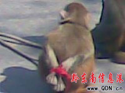 ��߅���R��ӑ���� �ɑz���ӱ��޴�(�D)