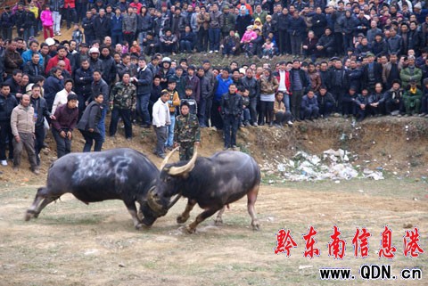 ���x�嶷ţِ ���ش̼��Ķ�ţِ���D��