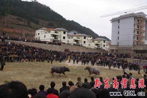 ���x�嶷ţِ ���ش̼��Ķ�ţِ���D��