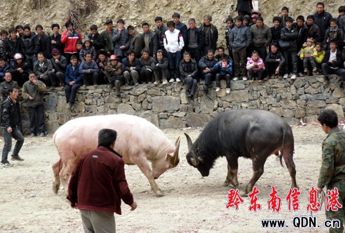 ��ɫˮţ�ɞ��\����ţ��ِ���ǽ��c���M�D��