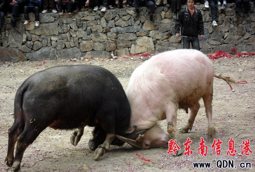 ��ɫˮţ�ɞ��\����ţ��ِ���ǽ��c���M�D��