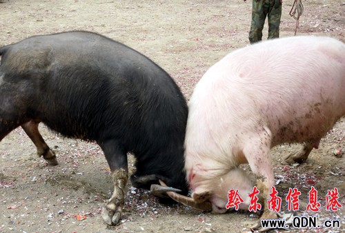 ��ɫˮţ�ɞ��\����ţ��ِ���ǽ��c���M�D��