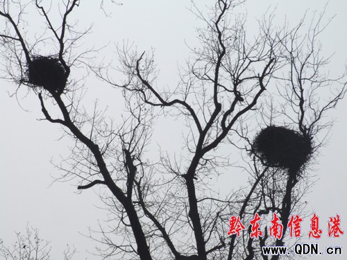 �ŗ����ϡ��Y���B�����D��