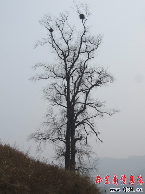 �ŗ����ϡ��Y���B�����D��