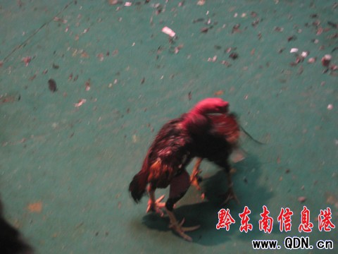 2010�Ї�•�P����������u����ِ�A�M�Y�����D��