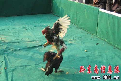 2010�Ї�•�P����������u����ِ�A�M�Y�����D��