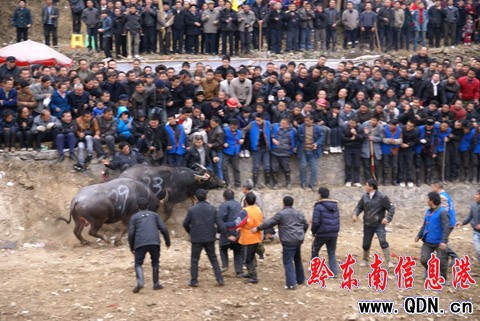 �ɵ�ţ���������Z�� �����@�궷ţ�����D��