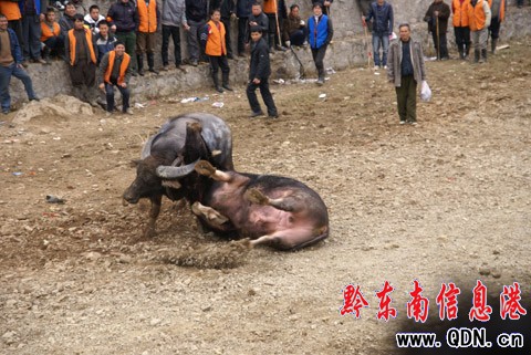 �ɵ�ţ���������Z�� �����@�궷ţ�����D��