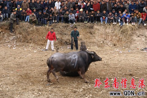 �ɵ�ţ���������Z�� �����@�궷ţ�����D��